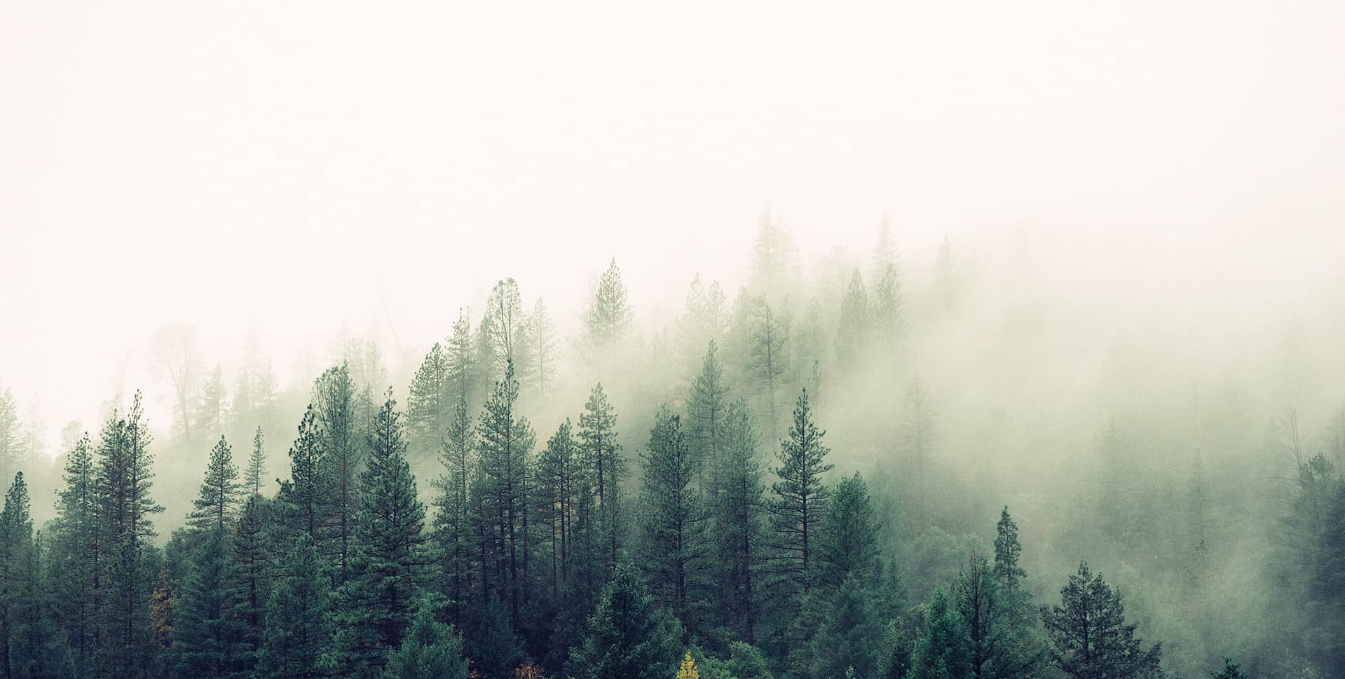forêt de sapins dans la brume