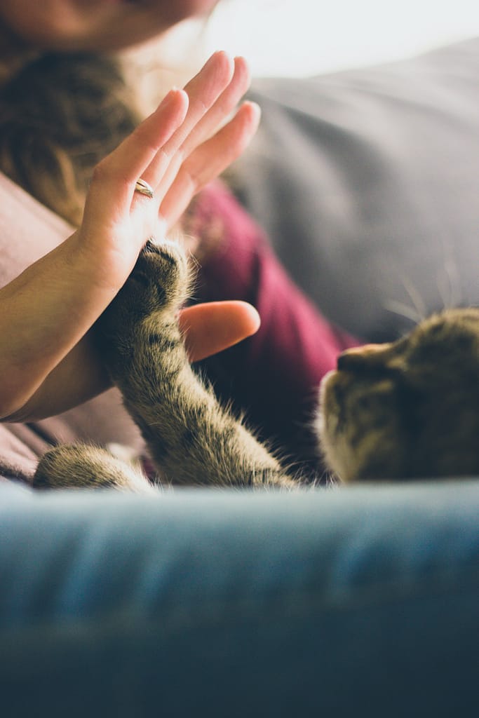 un chaton donne sa patte dans la main d'une personne, comme si ils se faisaient un check tout les deux. Une scène douce est pleine d'amour représentant le lien lors de nos séances en psychothérapie. 